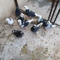 کبوتر فروشی|پرنده|اصفهان, باغ فدک|دیوار