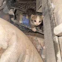 گربه