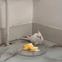 عروس هلندی آلبینو