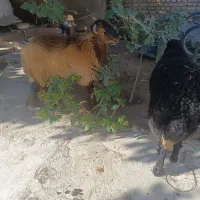 2عدد گوسفند چاق(نر)