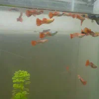 ماهی گوپی در نژادی مختلف در گلخانه محمودی