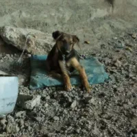 کچ ژرمن|سگ|بم, |دیوار