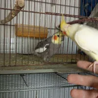 جفت عروس هلندی رو تخم نر سخنگو