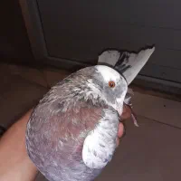کفتر