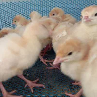 بوقلمون گوشتی2روزه