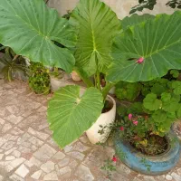 گل بابا آدم