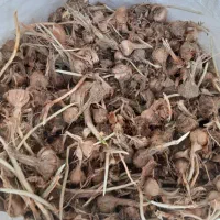 عناب ونهال عناب زرشک افین بزرگترین باغستان زرشک