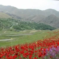 گلکاری کود دهی سمپاشی