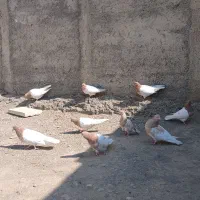 کله زرد خوش نقش بازی دار و طوقی