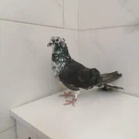 نر دمگیر شویدی کاکول