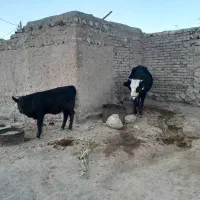 فروشی|حیوانات مزرعه|پلدختر, |دیوار