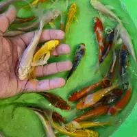 کوهاکو و یامابوکی و پلاتینیوم|ماهی|شیراز, شهرک بهار|دیوار