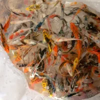 کوی چرم باله|ماهی|سنگر, |دیوار