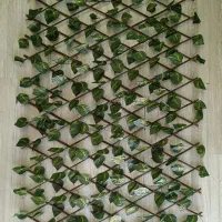 آکاردئون برگی|گل مصنوعی|شیراز, اصلاح‌نژاد|دیوار