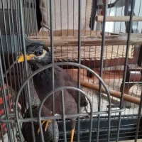 مرغ مینا همراه با قفس|پرنده|اصفهان, کارلادان|دیوار