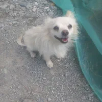 سگ پاور روباهی