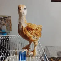 جوجه برهما رد پایل