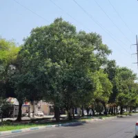 خیابان دهقان /عارف/شیخ بهایی/ فجر/مدرس