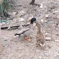 اردک پروازی|حیوانات مزرعه|رشت, جانبازان|دیوار