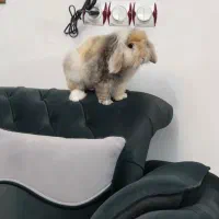 فروش خرگوش نر لوپ هلندی|موش و خرگوش|دیواندره, |دیوار