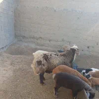 قوچ|حیوانات مزرعه|مانه, |دیوار