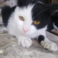 واگذاری رایگان