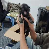 توله سرابی به شرط|سگ|هشتگرد, شهرک راه آهن|دیوار