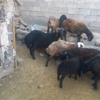 فروش بره کشتاری|حیوانات مزرعه|فیروزکوه, |دیوار