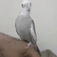 عروس هلندی  جفت نر دستی با قفس