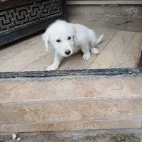 سگ پشمالوو گم شده
