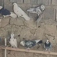 کبوتر|پرنده|سوق, |دیوار