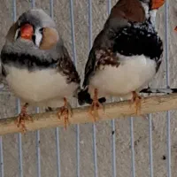 فنج انگلیسی