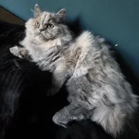 اسکاتیش لانگ هیر اصیل