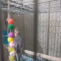 عروس هلندی سخنگو|پرنده|رباطکریم, رباطکریم|دیوار