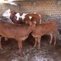 گوساله داشتی و پرواری