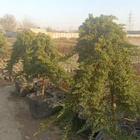 کاج ستاره ای و مورت|گل و گیاه طبیعی|کرج, ملک‌آباد|دیوار