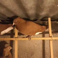 دوستان تعداد 30عدد دم سفید