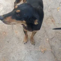 سگ دوبرمن پوست چرمی وارداتی|سگ|مشهد, رده|دیوار