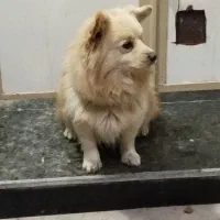 پاکوتاه گم شده|سگ|بناب, |دیوار