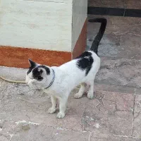 گربه نر پیدا شده با قلاده