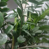 گلدان زاموفیلیا|گل و گیاه طبیعی|تهران, علم و صنعت|دیوار