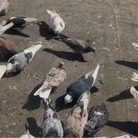 کبوتر کفتر سرور هما پشت زرد شازده شمرونی|پرنده|تهران, نارمک جنوبی|دیوار