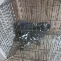 کبوتر پرشی کاشونی|پرنده|فلاورجان, |دیوار