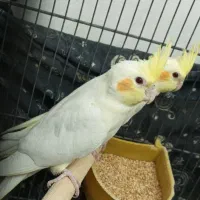 عروس هلندی به شرط سالمی میدم|پرنده|قم, سراجه (۱۵ خرداد)|دیوار