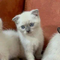 گربه اسکاتیش،بریتیش،پرشین