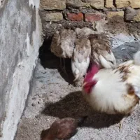 جوجه بوقلمون و جوجه مرغ محلی