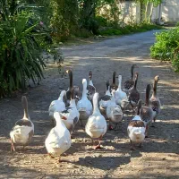 غاز محلی  نژاد کرچ شو