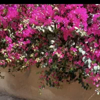 باغ-فروشی