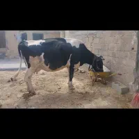 گاو