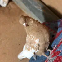 فروش کبوتر|پرنده|مرودشت, بیست متری بیمارستان|دیوار